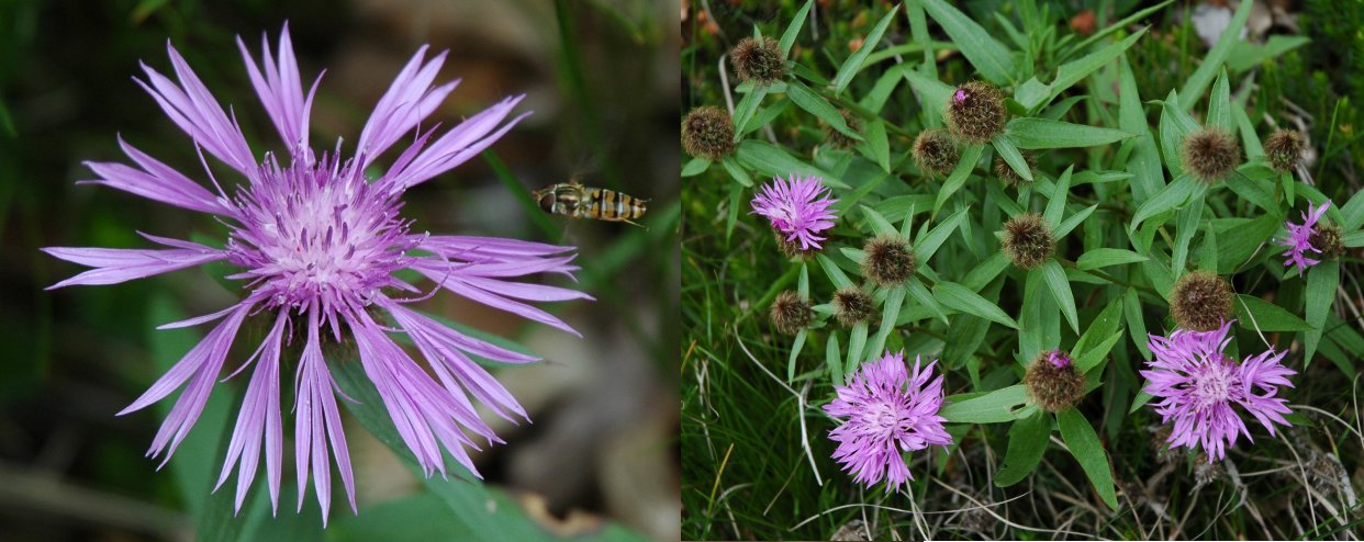 Centaurea nervosa